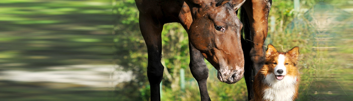 Ein Pferd steht neben einem Hund in einer grünen Umgebung.